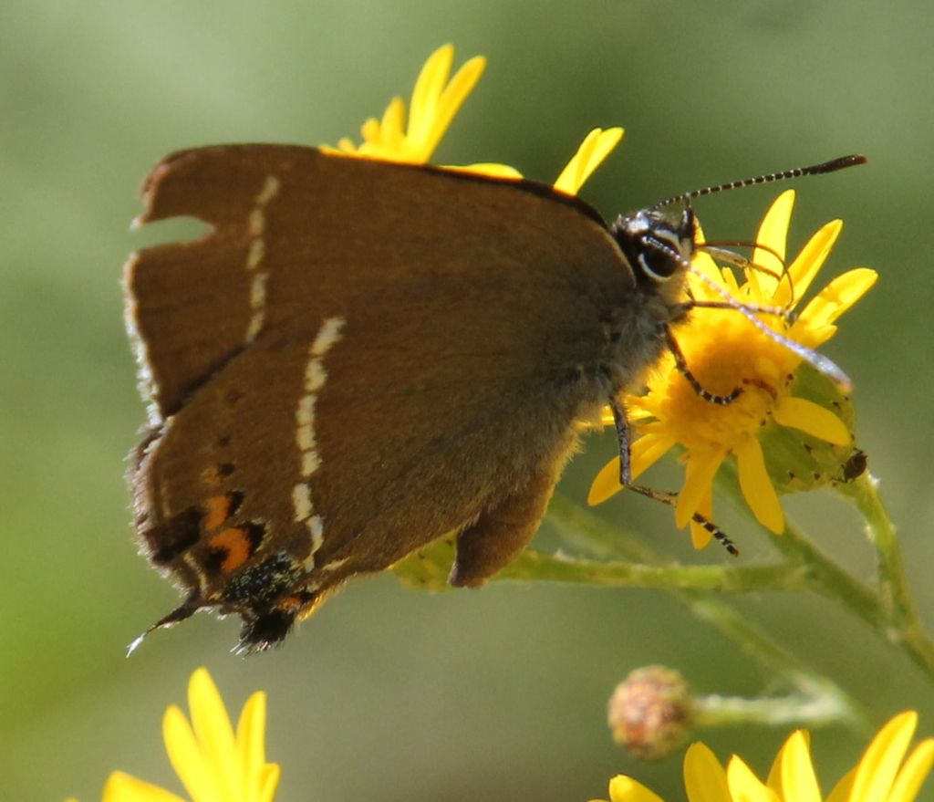 Satyrium spini?
